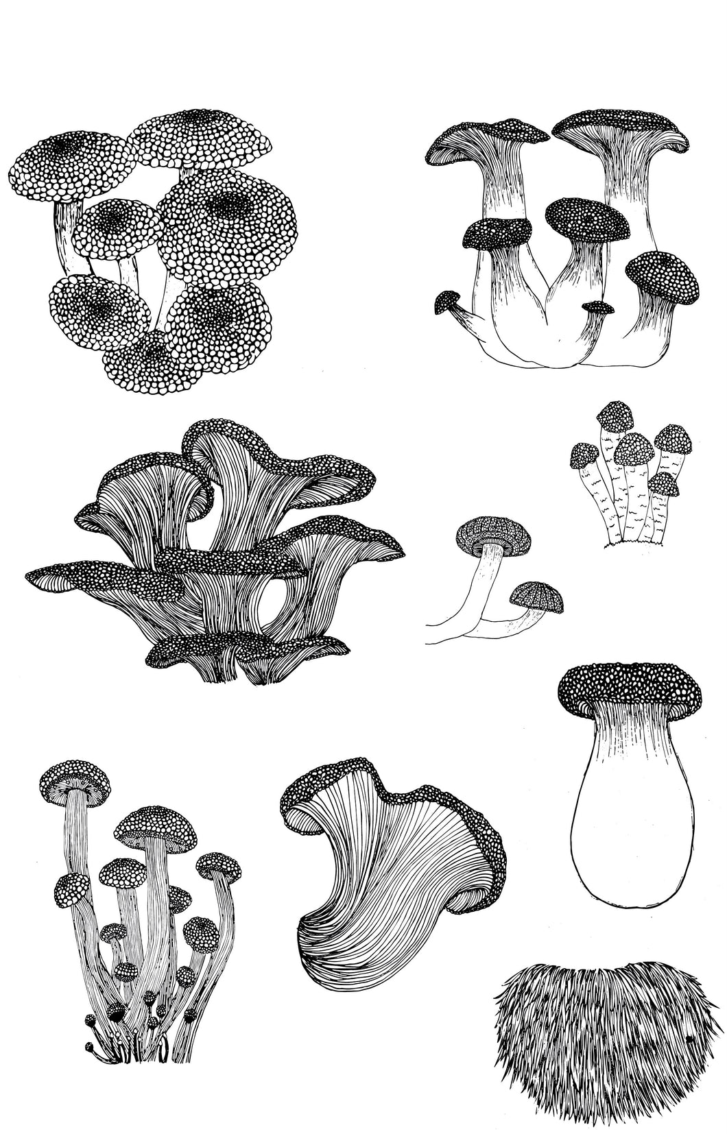 Funky Fungi Print