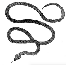 Load image into Gallery viewer, Snake Print
